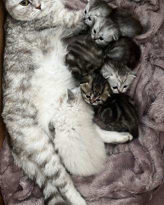 Schottish fold/straight