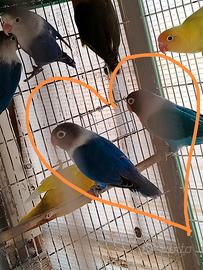 Perdonata serie blu