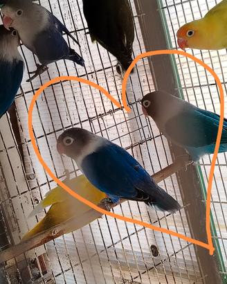 Perdonata serie blu