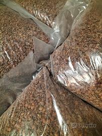 Gusci nocciola tritati stufa pellet 