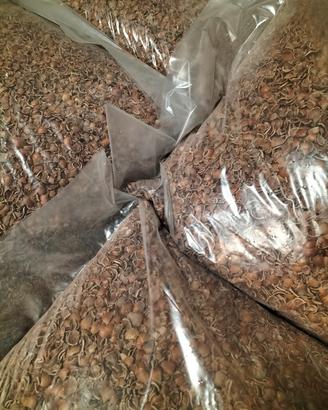 Gusci nocciola tritati stufa pellet 