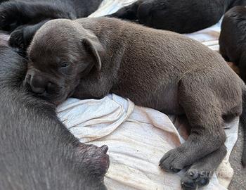 Cuccioli cane corso