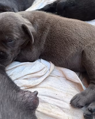 Cuccioli cane corso