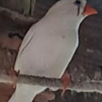 Diamantini mandarini