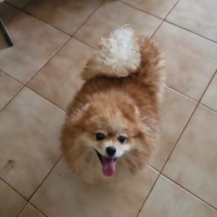 Spitz nano volpino di Pomerania