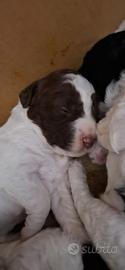 Cuccioli di Lagotto