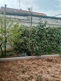 piante lagerstroemia 