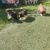 Akita Inu Giapponese