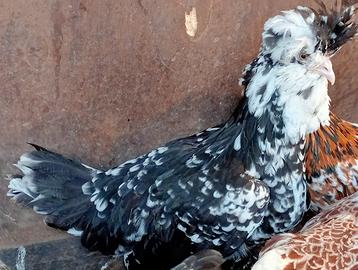 Galline ornamentali