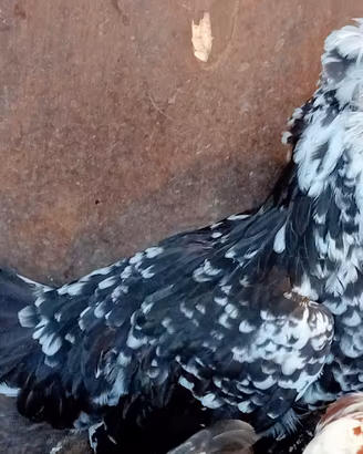 Galline ornamentali