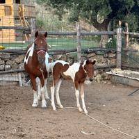 Puledro incrocio arabo