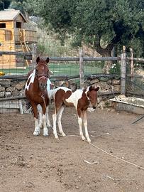Puledro incrocio arabo