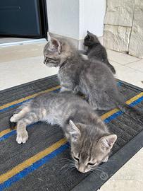 Regalasti gattini