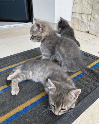 Regalasti gattini