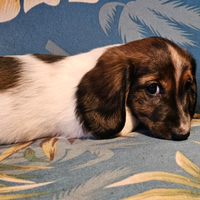 Cuccioli di bassotto piebald