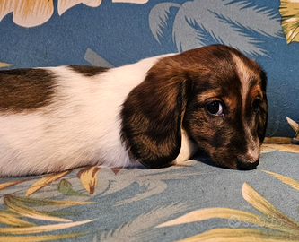 Cuccioli di bassotto piebald