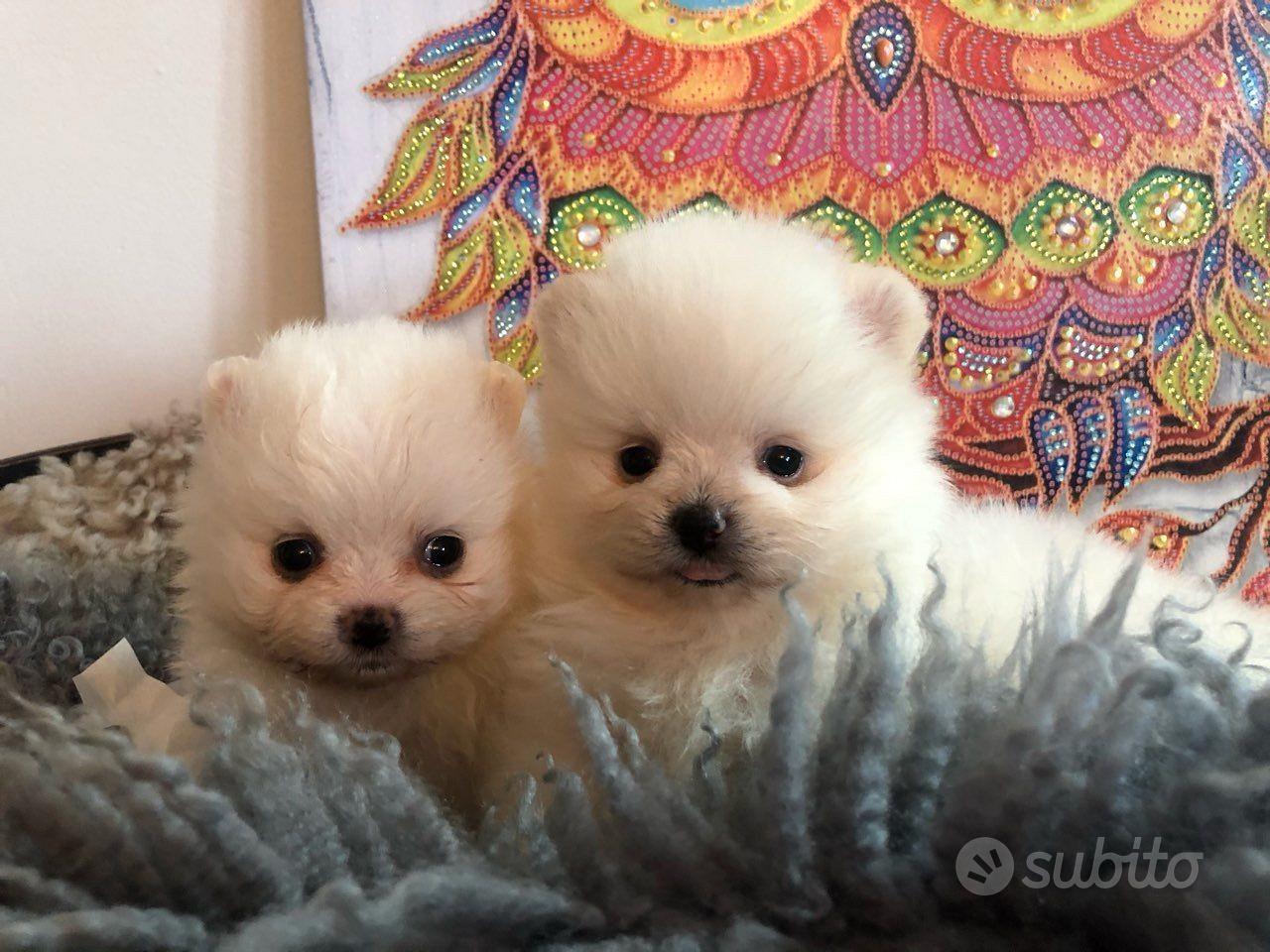 Subito - IL CUCCIOLO DI PEPE GIANFRANCO - Cucciolo di spitz pomerania ...