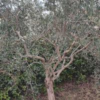 alberi di olivo di 20 anni
