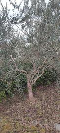alberi di olivo di 20 anni