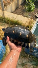 Tartarughe