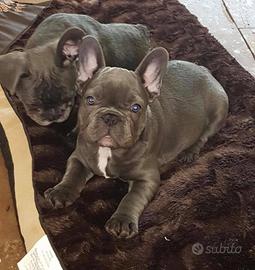Bulldog francese