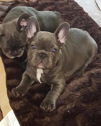 Bulldog francese