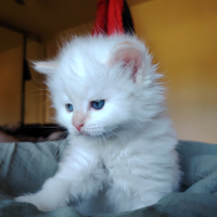 Gattino Siberiano