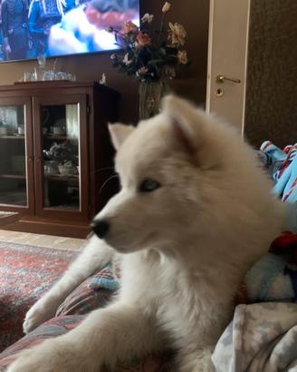 Cucciola di husky bianco