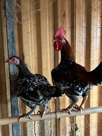 Combattente inglese antico nano