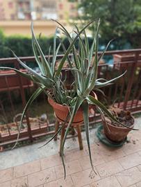 Grande vaso con piante di aloe 