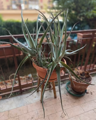 Grande vaso con piante di aloe 
