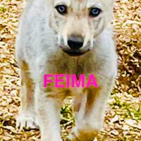 Vendita cuccioli cane lupo cecoslovacco