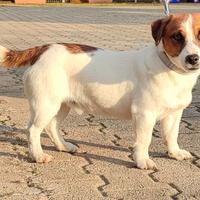 Stallone Jack Russell