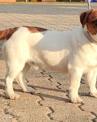 Stallone Jack Russell