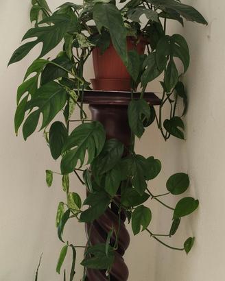 pianta ricadente