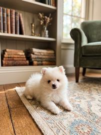 Cuccioli di volpino pomerania e papillon