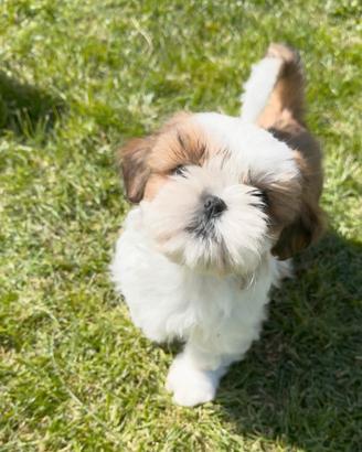 ShihTzu con pedigree ENCI