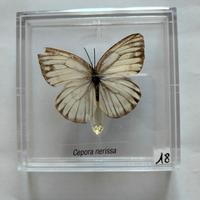 Farfalla da collezione.