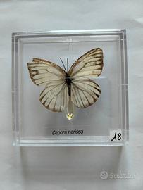 Farfalla da collezione.