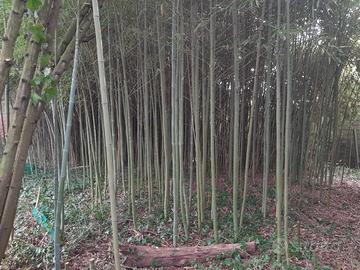 Canne di Bambù