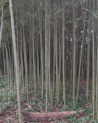 Canne di Bambù