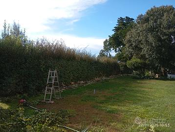 Giardiniere esperto Qualificato