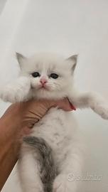 Ragdoll dolci cuccioli