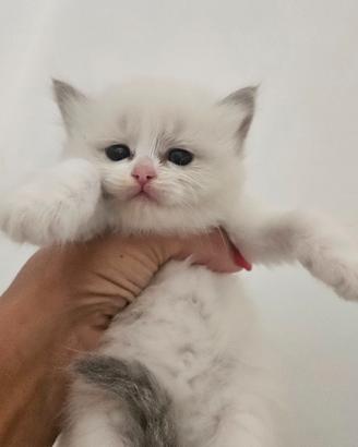 Ragdoll dolci cuccioli