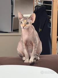 Sphynx