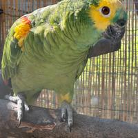 Pappagallo amazzone fronte blu