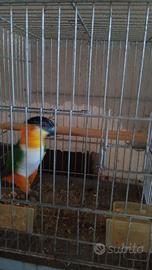 Caicco Testa nera