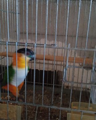 Caicco Testa nera