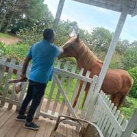 Stupendo cavallo anglo arabo