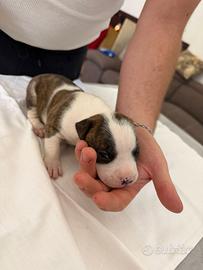 Cuccioli Amstaff